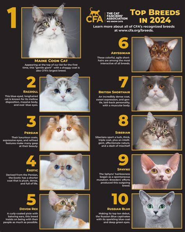 Bambino Cat: The Unique Feline Breed You Need to Know About