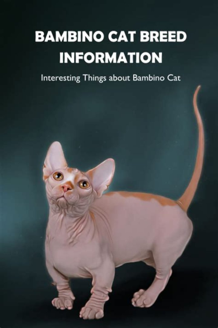 Bambino Cat: The Unique Feline Companion