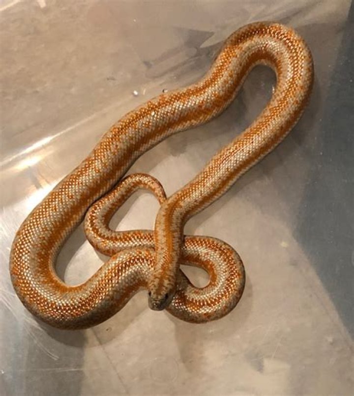 Discover Your Scaly Companion: Rosy Boas For Sale