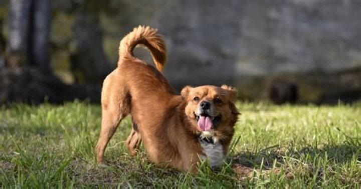 Discovering VegasPet: A Tail-Wagging Adventure in Sin City