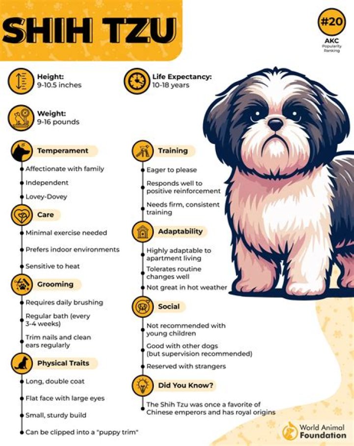 Do Shih Tzu Shed? Understanding Shedding Patterns in Shih Tzu Dogs