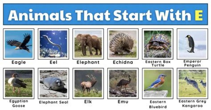 Exploring the Fascinating World of Animals Beginning with E