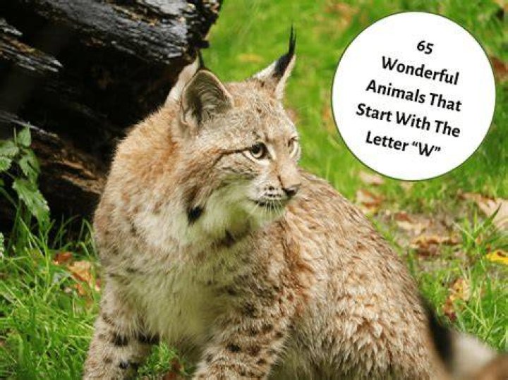 Exploring the Fascinating World of Animals That Start with "E"