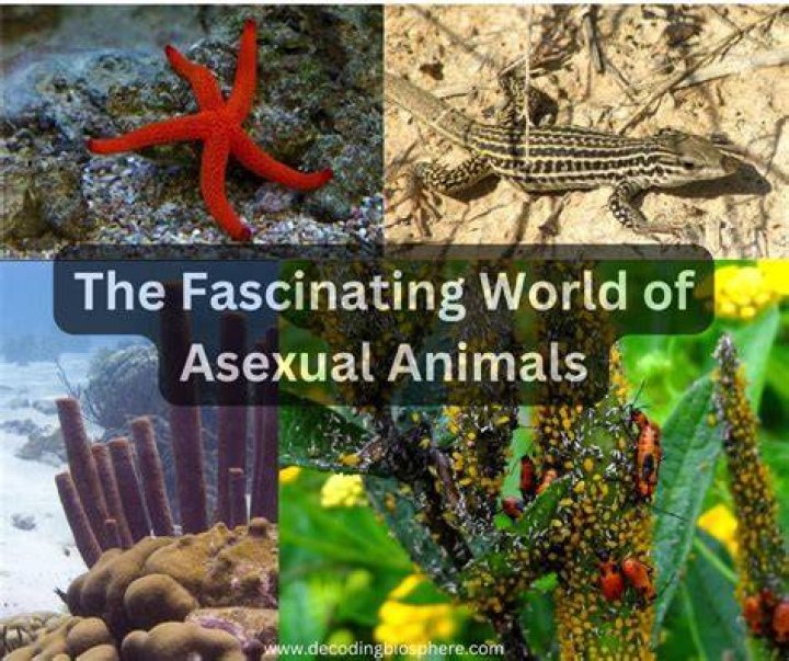 Exploring the Fascinating World of Animals with E