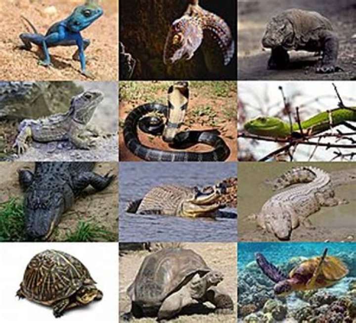 Exploring the Intriguing World of Kathd