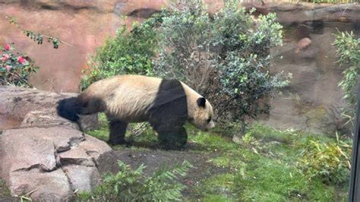Exploring the San Diego Zoo Pandas: A Comprehensive Guide