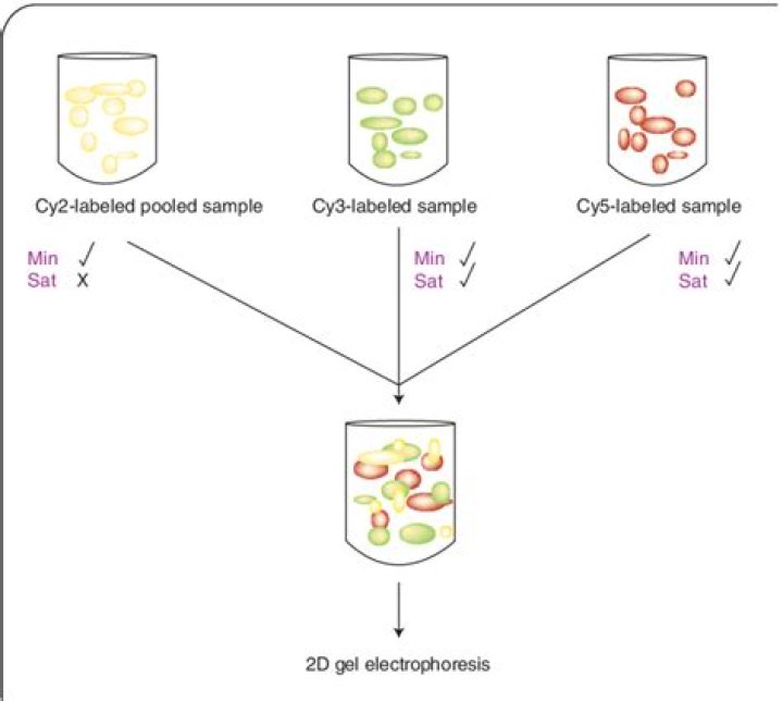 Mastering 2D Difference Gel Electrophoresis: A Comprehensive Guide