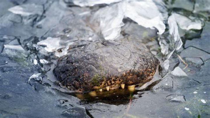 North Carolina Frozen Alligators: A Curious Phenomenon