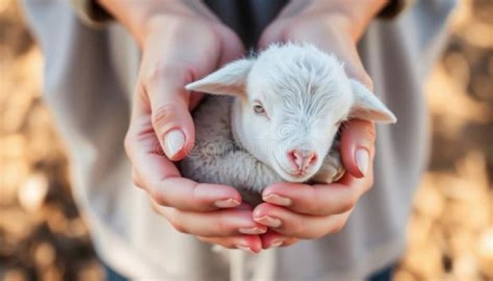 Powerful Prayer to the Gentle Lamb