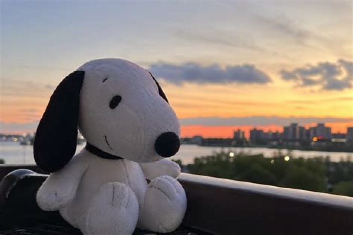 Snoopy Contact Photo: The Ultimate Guide to Snoopy's Iconic Imagery