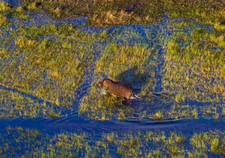 Swamp People: Navigating the Mystique of America's Wild Wetlands