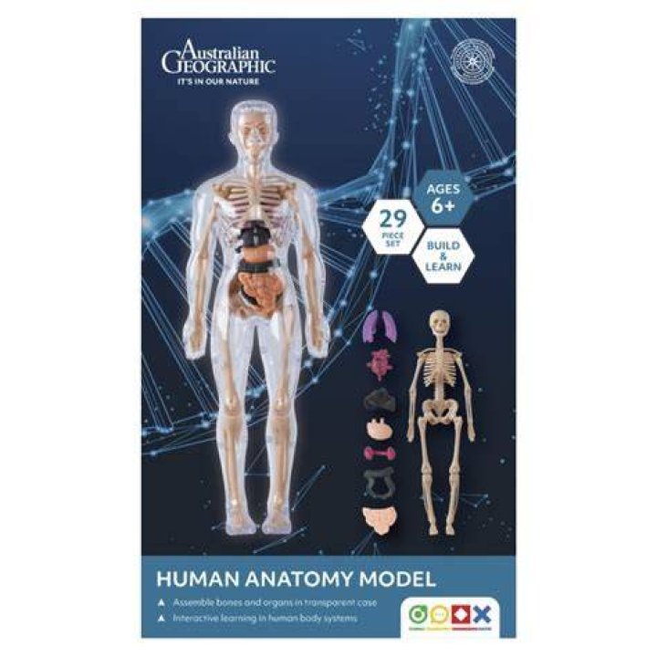 The Enigmatic Jonathan Oddi: A Pioneer in Human Anatomy