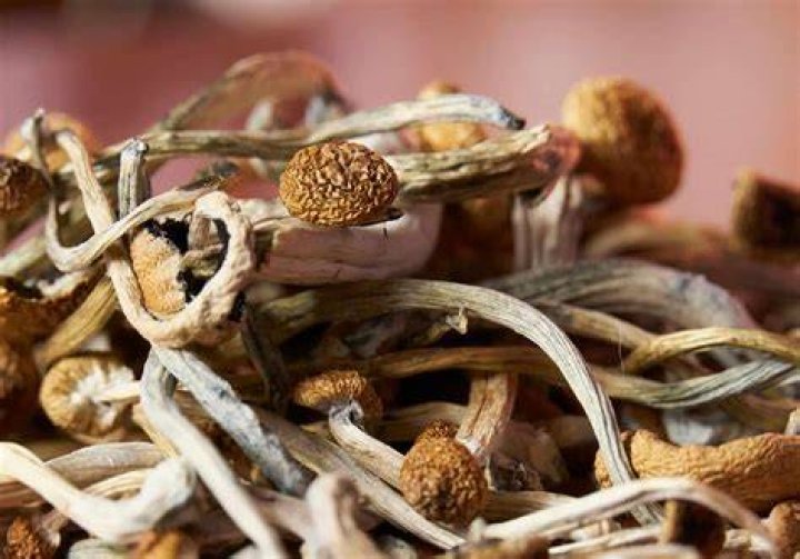The Ultimate Guide to Shrooms Q: Unlocking the Power of Magic Mushrooms