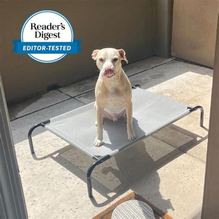 The Ultimate Guide to the Best Cool Dog Beds: Keeping Your Pup Comfy and Cool