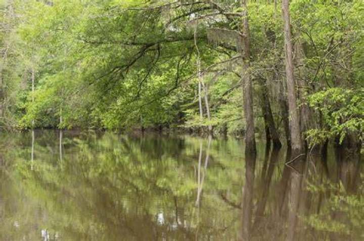 The Unseen World of Swamp People: Uncovering the Hidden Lives in the Bayous