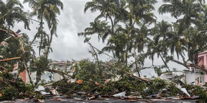 Trees That Survived Hurricanes: Nature's Resilience