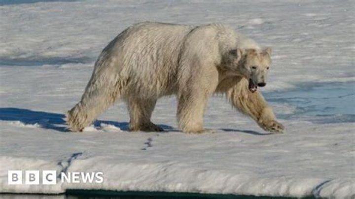 Understanding Polar Bear Attacks: Causes, Prevention, and Safety Tips