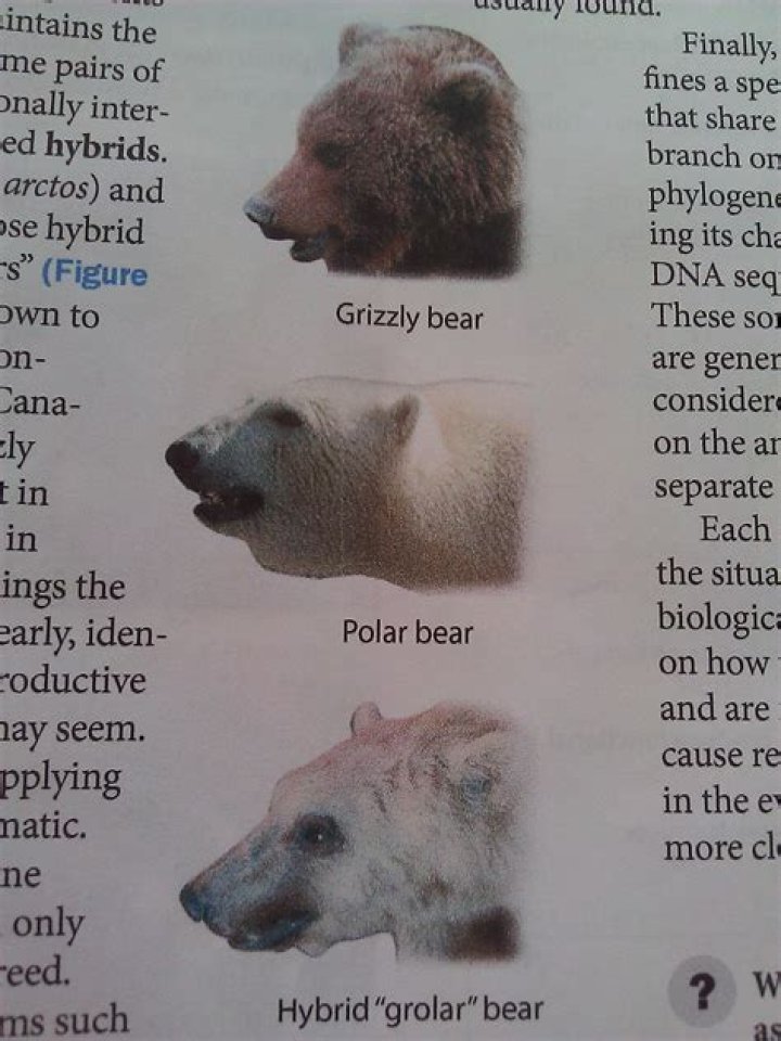Understanding the Polar Grizzly Hybrid: A Unique Intersection of Species