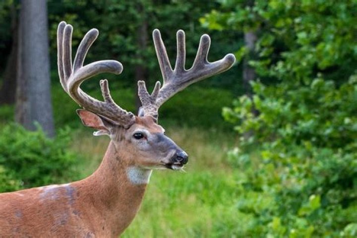Understanding the Rare Phenomenon of Female Deer with Antlers