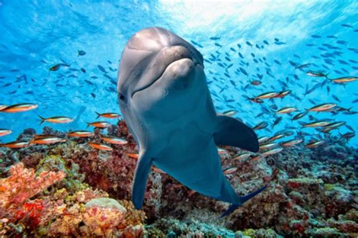 Understanding the White Dolphin: A Deep Dive into Its Life and Habitat