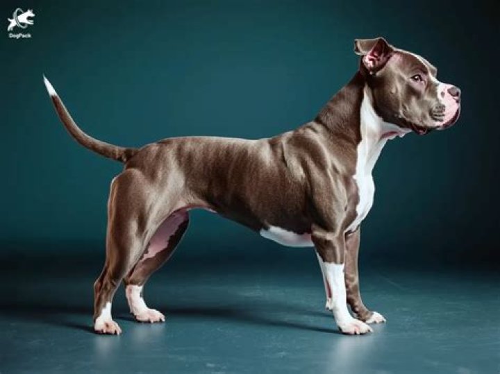 Unveiling the Life of a Pitbull Wife: Love, Loyalty, and Living with Passion