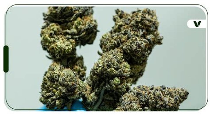Unveiling the Top Shelf: Discover the Best Cannabis Strains for 2024