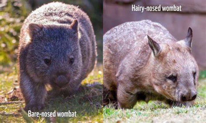 Wally Wombats: The Fascinating Life of Australia's Unique Marsupial