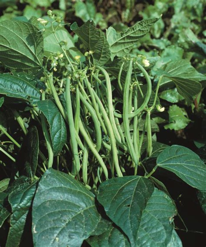What Happened to Jay Bush Beans Guy? Unraveling the Mystery