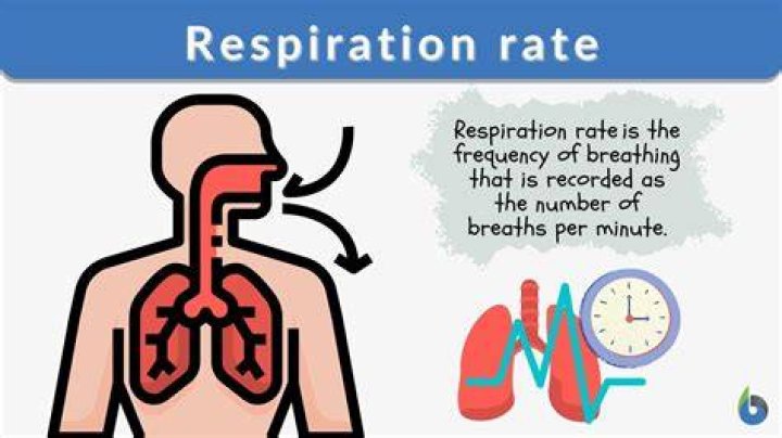 What is the Average Respiration Rate?